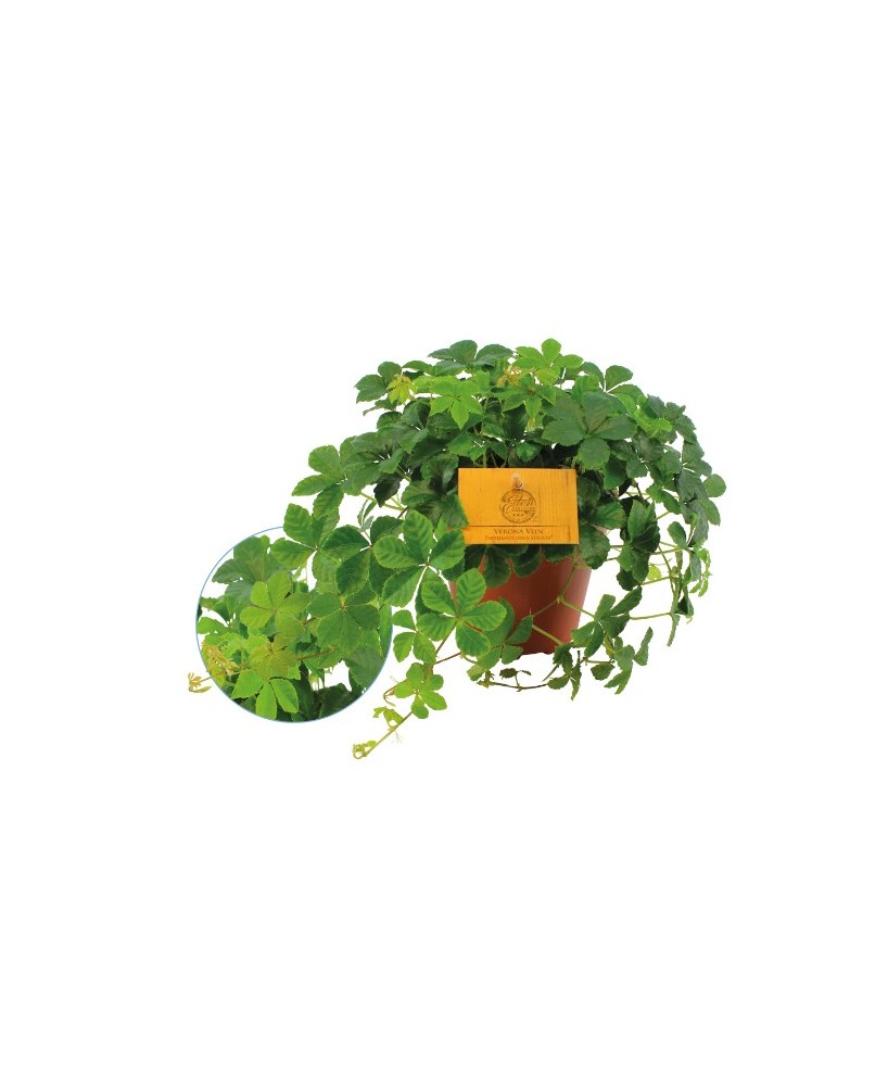 PARTHENOCISSUS QUINQUEFOLIA UPCLIMBERS M15