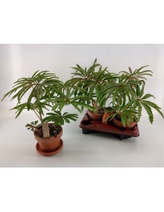 Begonia Foliage Luxurians planta tropical de interior y exterior fácil cuidado 16 cm

