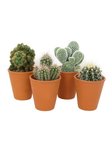 ECHEVERIA MAGIC RED M10,5 Planta Suculenta Decorativa de Bajo Mantenimiento