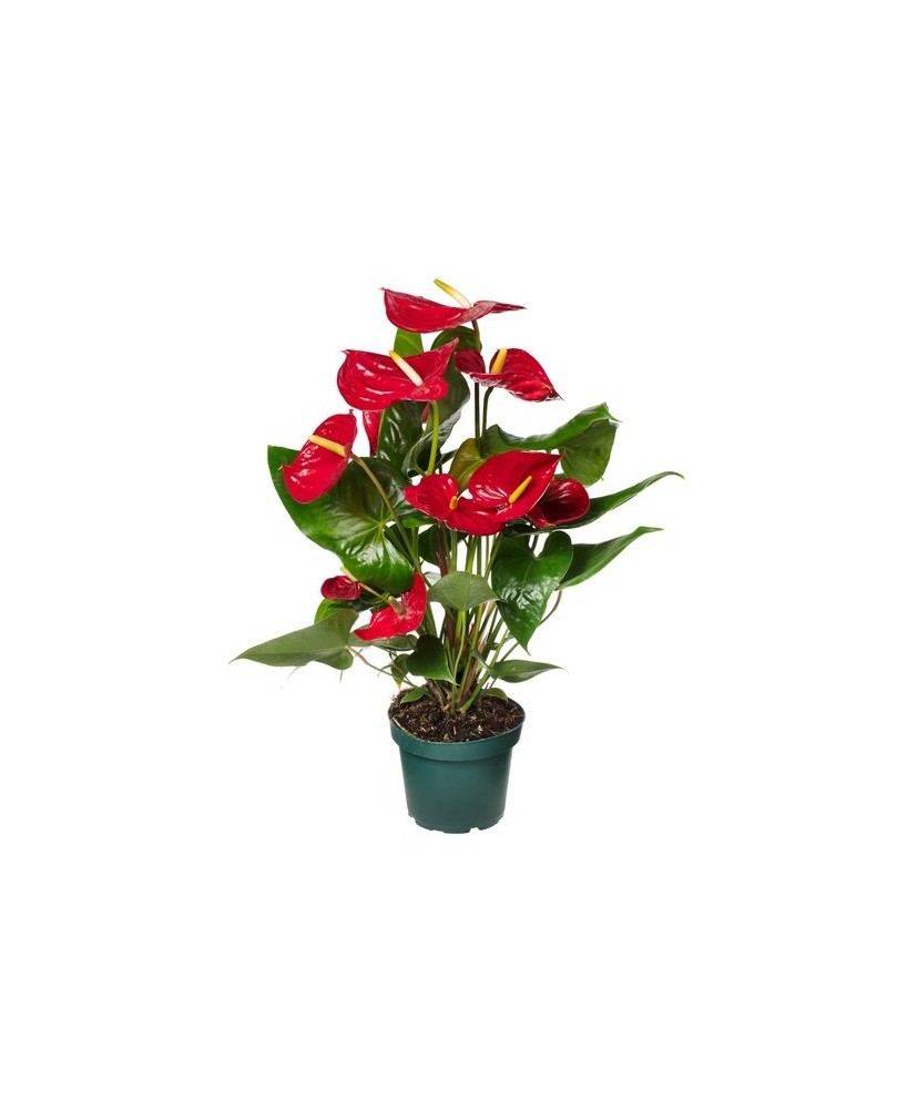 Anthurium Andr. Nevada  Planta tropical elegante para interiores

