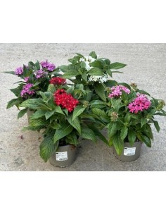 PENTAS LANC GRAVEFITI ROJO M12