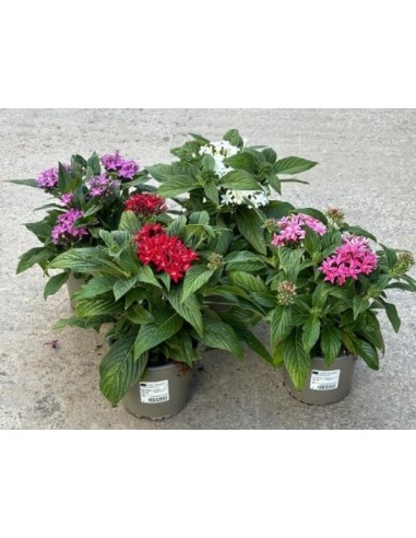 PENTAS LANC GRAVEFITI ROJO M12