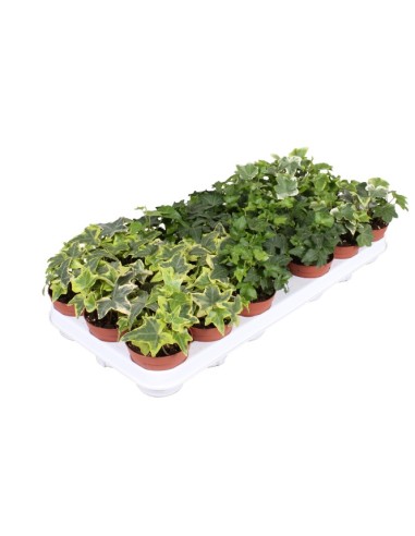 Hedera Helix Mixed  Hiedra Decorativa para Interior y Exterior | Endanea Garden

