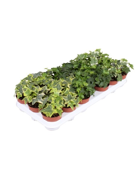 Hedera Helix Mixed  Hiedra Decorativa para Interior y Exterior | Endanea Garden

