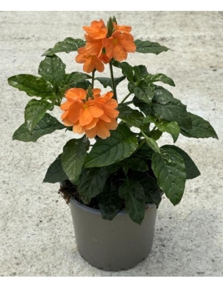 Crossandra Planta Tropical - Flores Vibrantes y Fácil Cuidado | Endanea Garden

