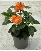 Crossandra Planta Tropical - Flores Vibrantes y Fácil Cuidado | Endanea Garden

