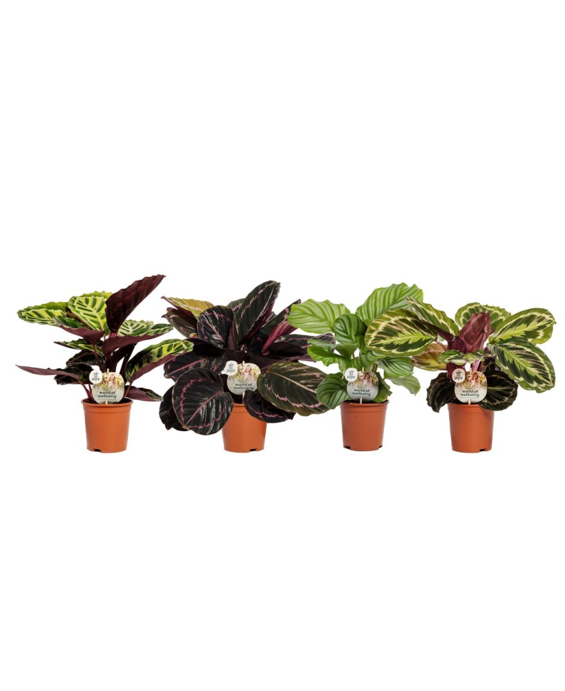 Calathea Mix planta de interior tropical con follaje colorido fácil cuidado 6 cm

