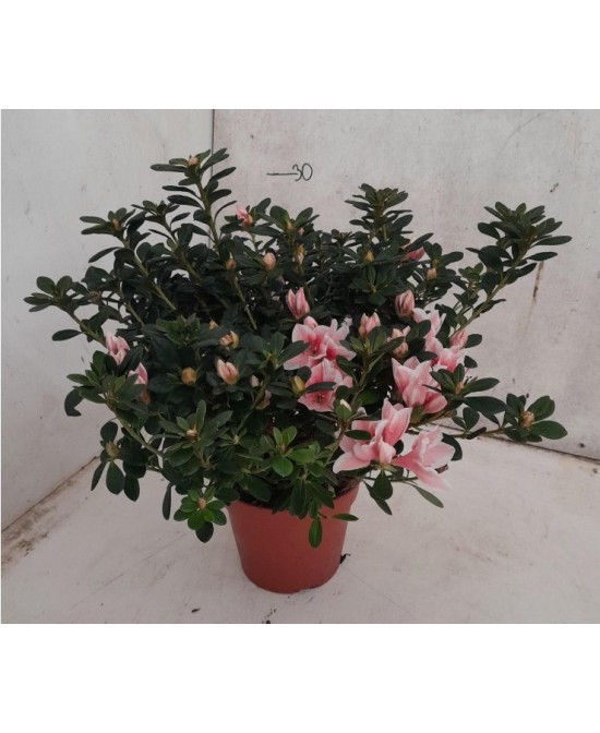 AZALEA