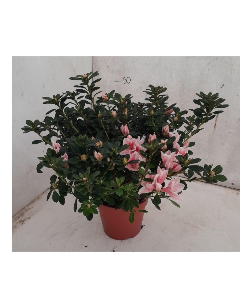 AZALEA