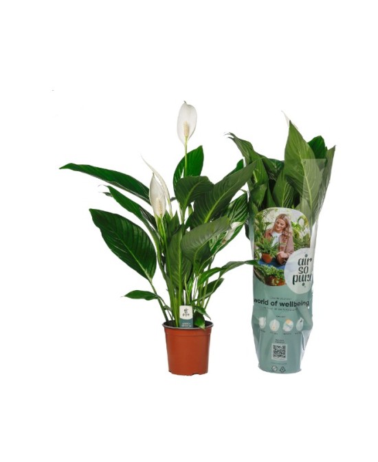 Spathiphyllum - Planta de Interior Elegante y Purificadora de Aire

