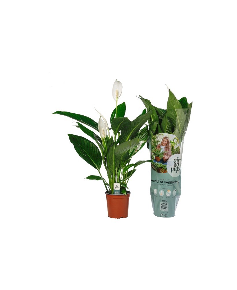 Spathiphyllum - Planta de Interior Elegante y Purificadora de Aire

