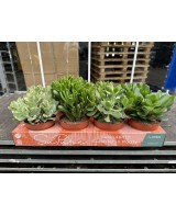 Crassula Mix  Suculentas de Bajo Mantenimiento para Hogar y Jardín | Endanea Garden

