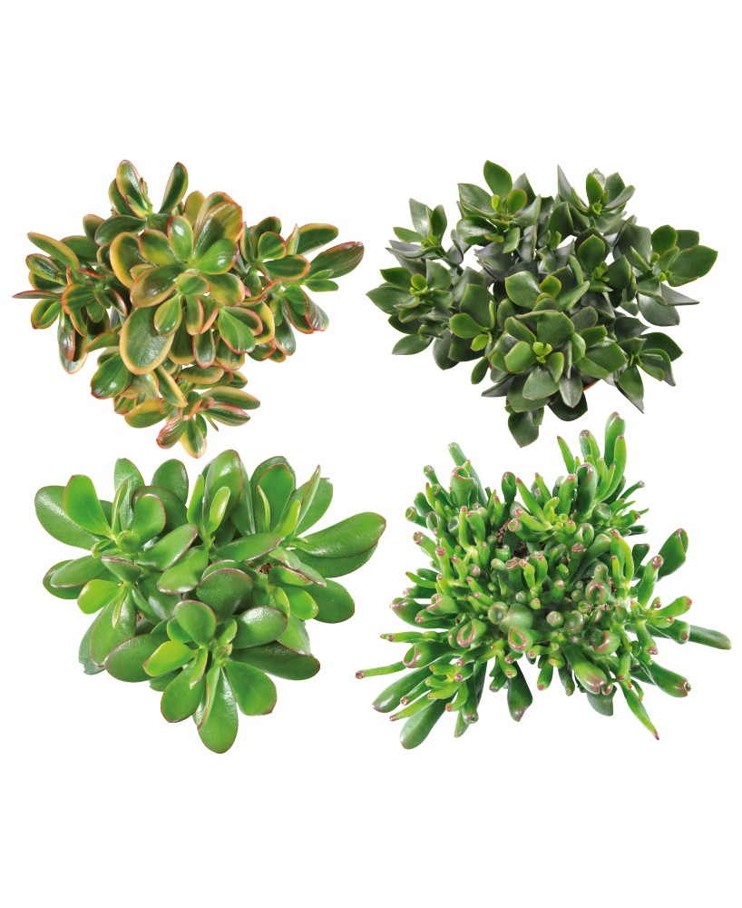 Crassula Mix  Suculentas de Bajo Mantenimiento para Hogar y Jardín | Endanea Garden

