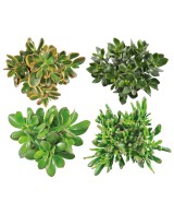 Crassula Mix  Suculentas de Bajo Mantenimiento para Hogar y Jardín | Endanea Garden

