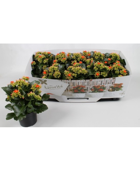 Kalanchoe Bloss Favorita Acheron: planta ornamental con flores vibrantes y bajo mantenimiento

