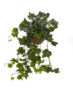 Hedera Endanea Garden  Planta de Interior Versátil con Follaje Verde y Dorado

