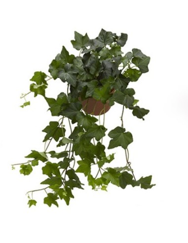 Hedera Endanea Garden  Planta de Interior Versátil con Follaje Verde y Dorado

