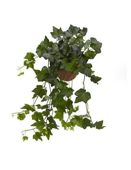 Hedera Endanea Garden  Planta de Interior Versátil con Follaje Verde y Dorado

