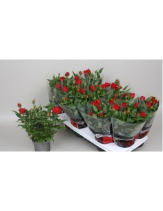 Rosa Kordana  Miniatura Resistente y Floración Abundante | Endanea Garden

