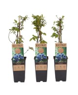 Vaccinium Endanea Garden | Planta Decorativa para Jardines y Espacios Verdes

