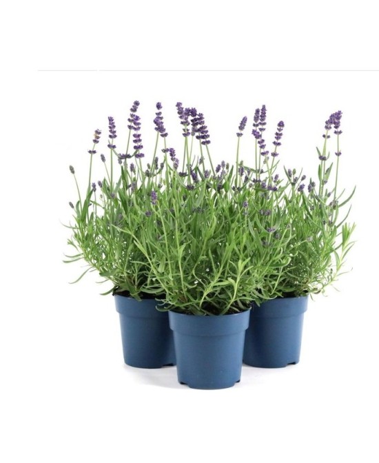 Lavandula Angustifolia Ardeche Blue  Lavanda Azul Aromática y Resistente | Endanea Garden

