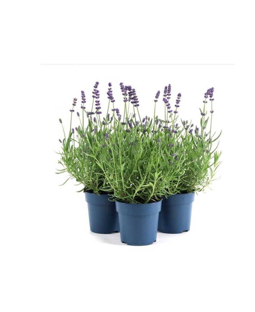 Lavandula Angustifolia Ardeche Blue  Lavanda Azul Aromática y Resistente | Endanea Garden

