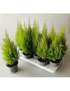 CUPRESSUS Ciprés | Setos Elegantes y Resistentes para Jardín | Endanea Garden

