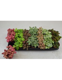 Fittonia Planta de Interior | Hojas Coloridas y Fácil Cuidado - Endanea Garden

