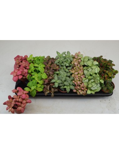 Fittonia Planta de Interior | Hojas Coloridas y Fácil Cuidado - Endanea Garden

