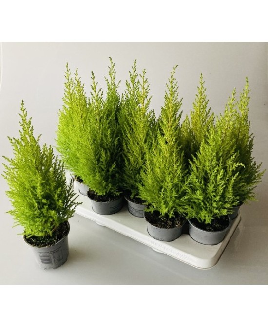 Cupressus Gold Crest - Ciprés Dorado Elegante para Jardines y Setos

