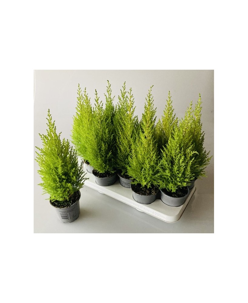 Cupressus Gold Crest - Ciprés Dorado Elegante para Jardines y Setos

