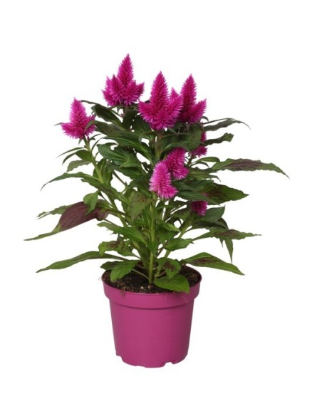 Celosia Deep Purple  Planta con Flores Moradas Intensamente Vibrantes para Jardín y Terraza


