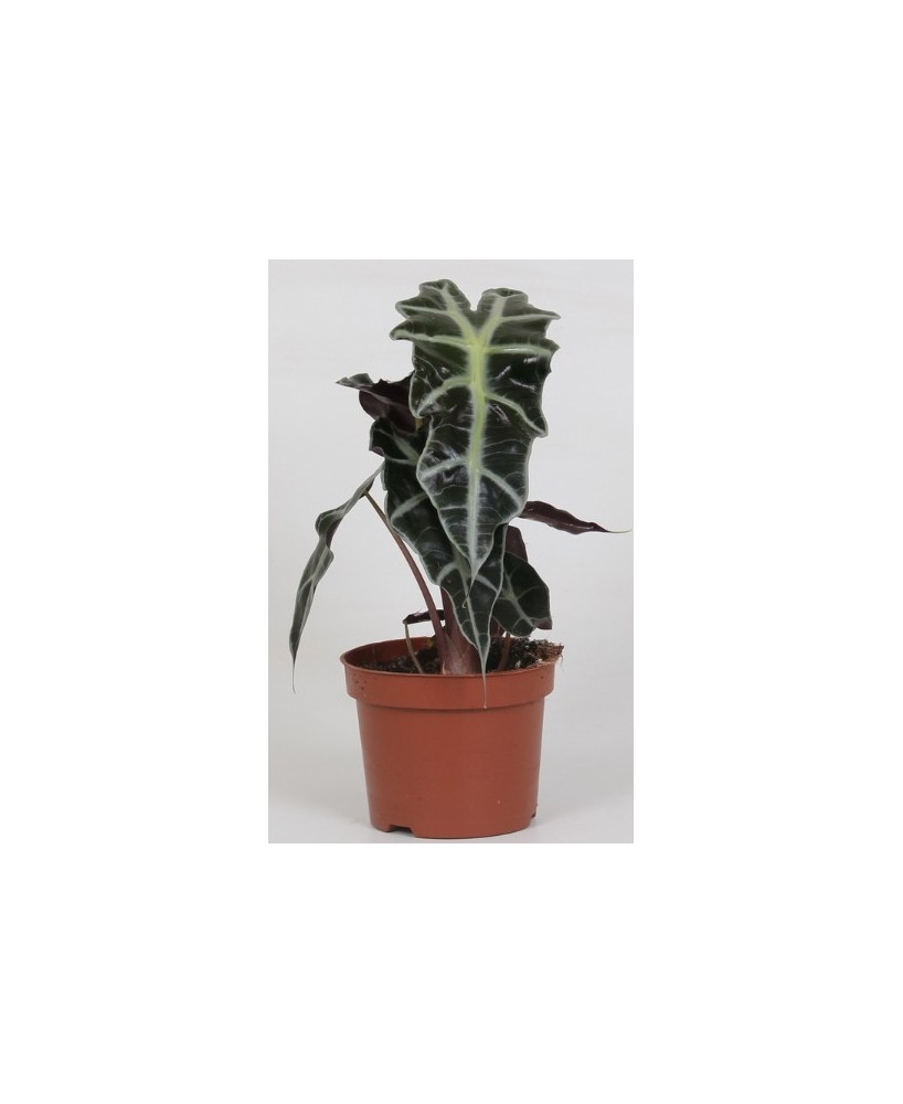 Alocasia Planta de Interior - Hojas Grandes y Decorativas | Endanea Garden