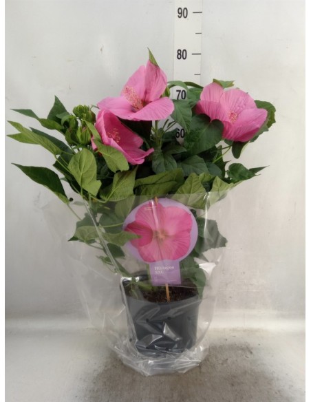 Hibiscus Planta Tropical con Flores Grandes y Coloridas | Endanea Garden

