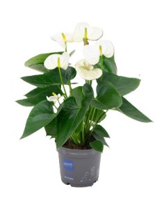 Anthurium planta tropical con flores brillantes y fácil cuidado para interiores y exteriores

