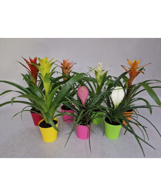 Conjunto Bromelia 14 Variedades  Plantas Tropicales Exclusivas | Endanea Garden

