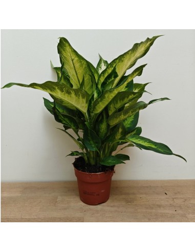 Dieffenbachia planta de interior tropical hojas grandes purifica aire fácil cuidado Endanea Garden

