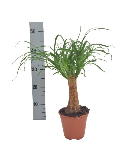 Beaucarnea Nokin Recurvata  Planta Interior Pata de Elefante de Bajo Mantenimiento

