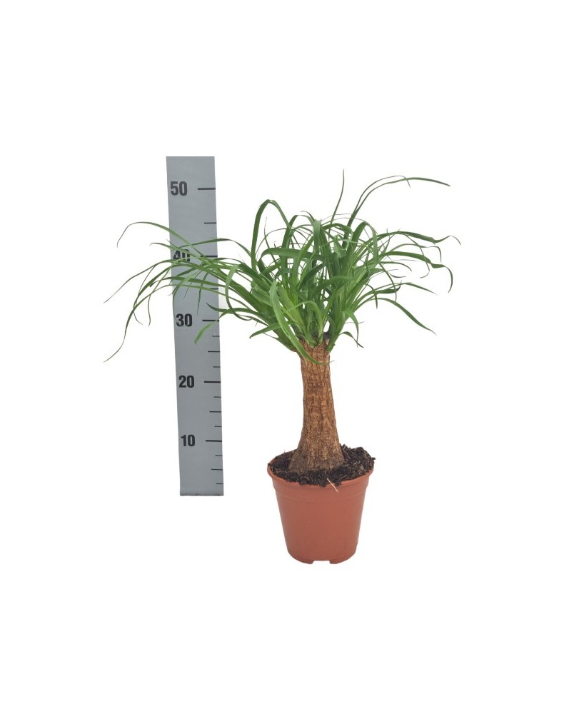 Beaucarnea Nokin Recurvata  Planta Interior Pata de Elefante de Bajo Mantenimiento

