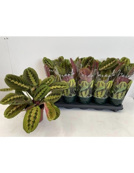 Maranta planta de interior hojas decorativas fácil cuidado y purificadora Endanea Garden

