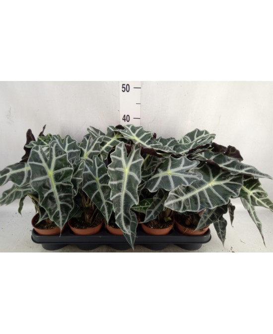 Alocasia Polly Planta de Interior Exótica y Fácil Cuidado | Endanea Garden

