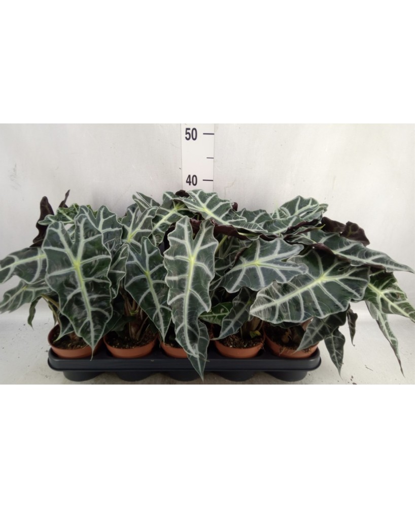 Alocasia Polly Planta de Interior Exótica y Fácil Cuidado | Endanea Garden

