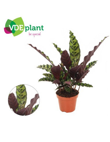 Calathea Lancifolia planta de interior con hojas lanceoladas y patrón único 50 cm

