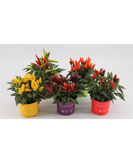 CAPSICUM MIX - Mezcla de Pimientos Coloridos para Jardín y Cocina | Endanea Garden

