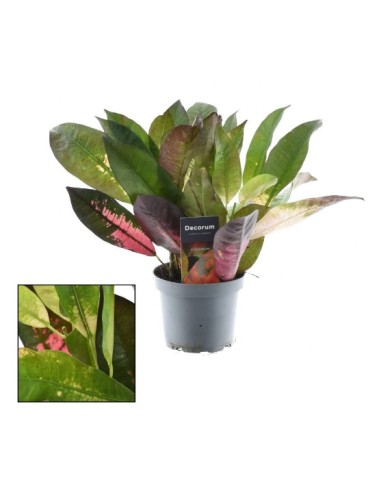Codiaeum Var Croton planta de interior con hojas multicolor y fácil cuidado

