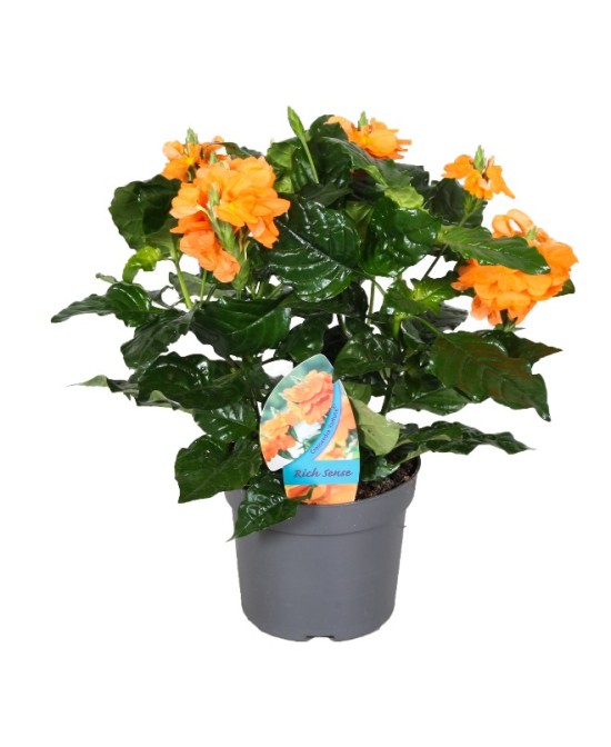 Crosandra Planta Tropical | Flores Vibrantes y Follaje Denso | Fácil Cuidado - Endanea Garden


