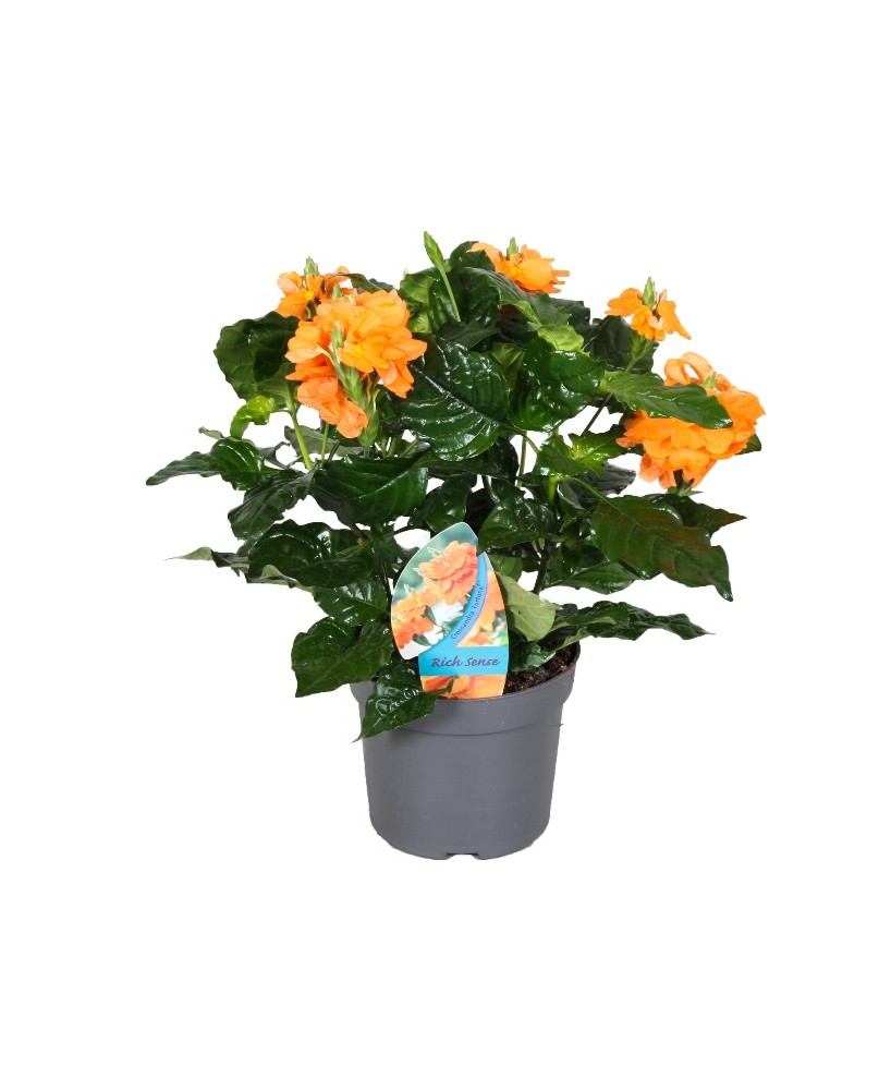 Crosandra Planta Tropical | Flores Vibrantes y Follaje Denso | Fácil Cuidado - Endanea Garden

