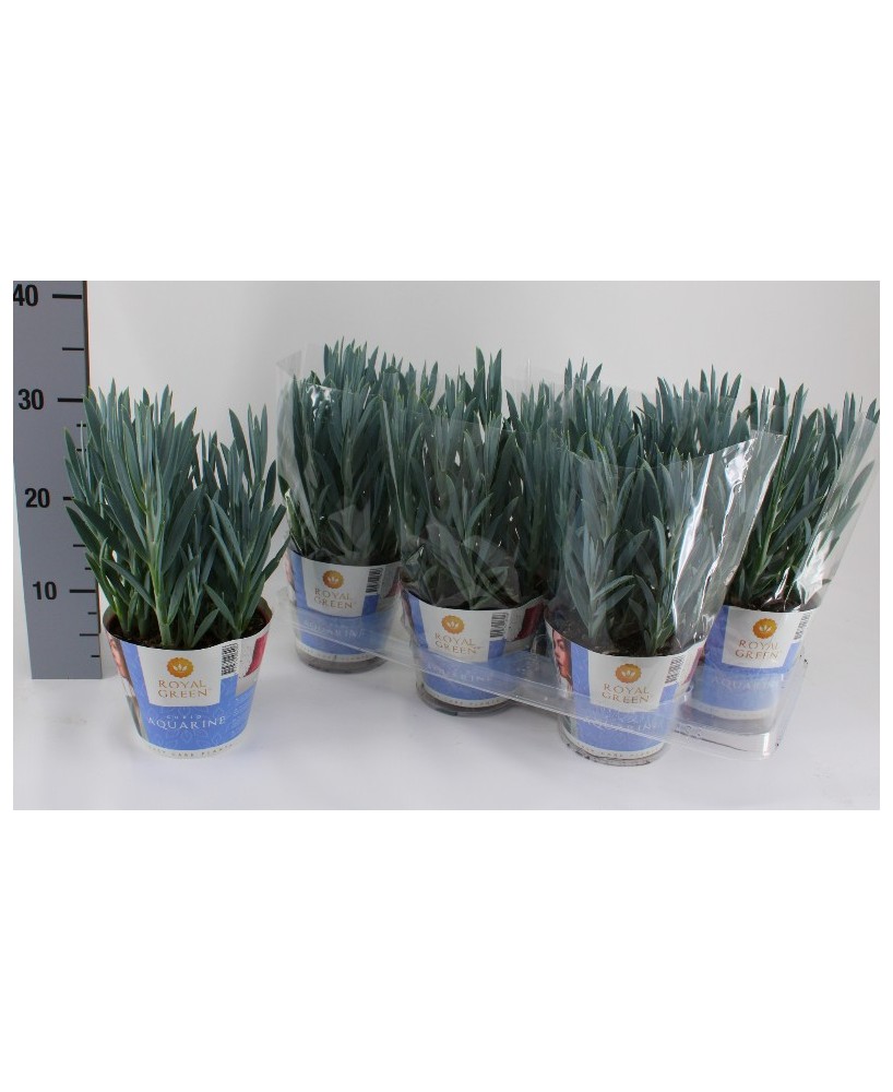 CURIO (Senecio)  Planta Suculenta de Bajo Mantenimiento para Interior y Exterior | Endanea Garden

