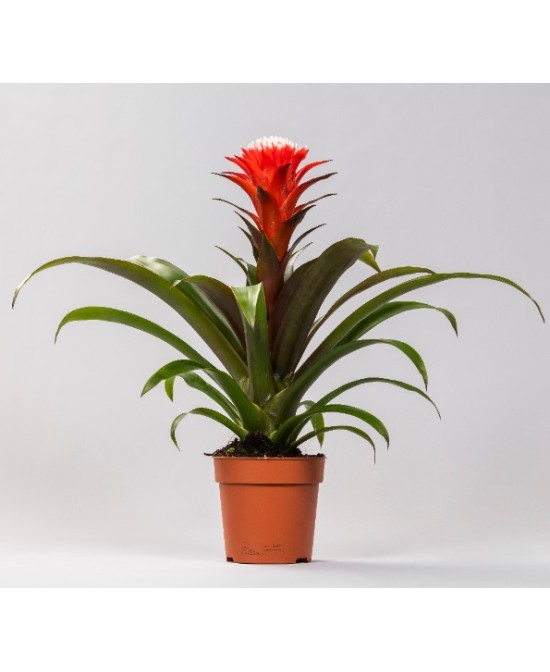 Guzmania planta de interior con flores exóticas y colores vivos | Fácil cuidado

