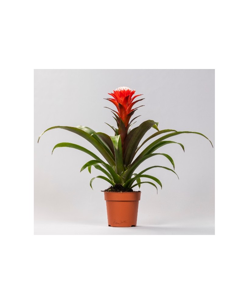 Guzmania planta de interior con flores exóticas y colores vivos | Fácil cuidado


